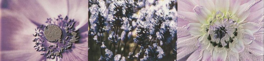 Плитка Maxima Violet 2 44,8x10