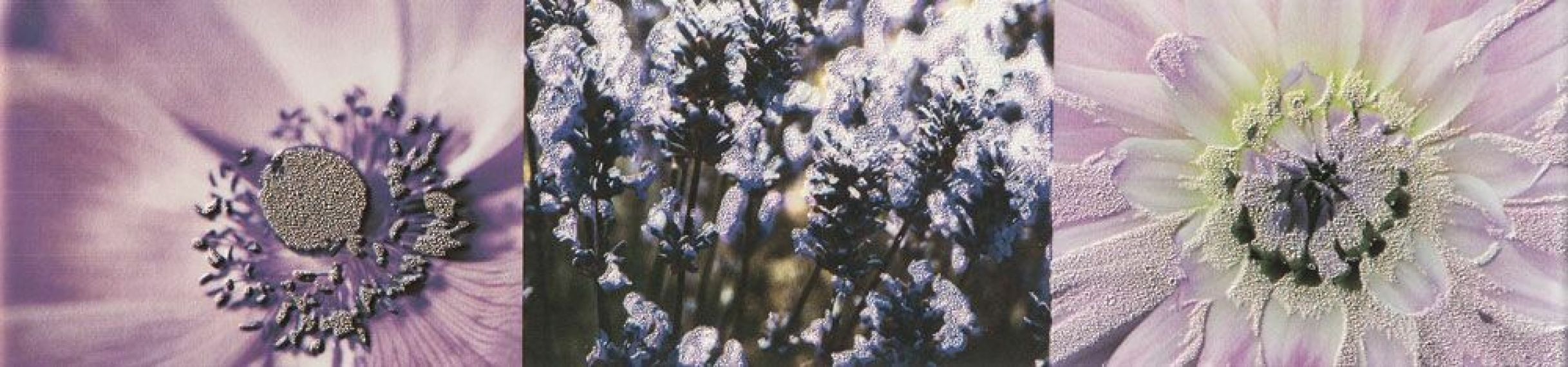 Плитка Maxima Violet 2 44,8x10