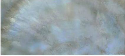 0531461 Bright P.Rainbow Ret 80x180
