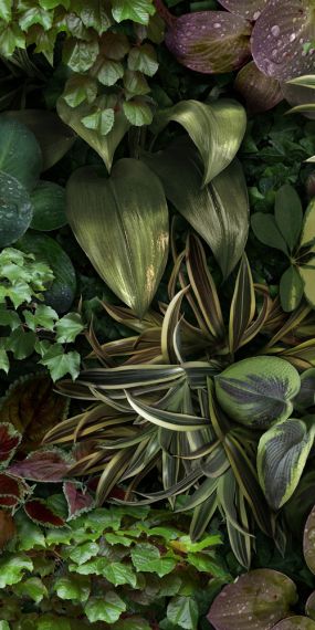 4100152 Jane B 50x100