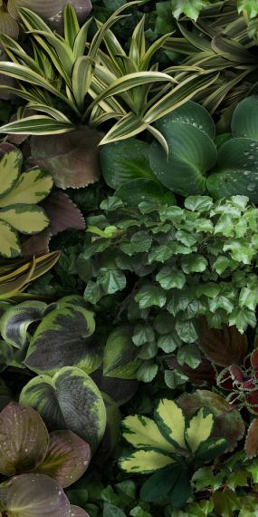 4100153 Jane C 50x100