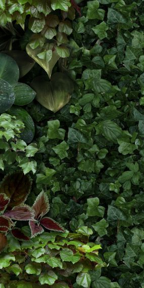 4100154 Jane D 50x100