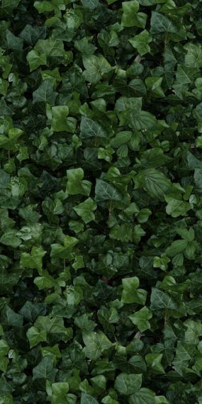 4100155 Jane E 50x100