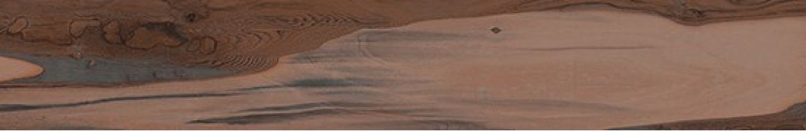 KAURI Kaimai Nat.Ret. 20*120