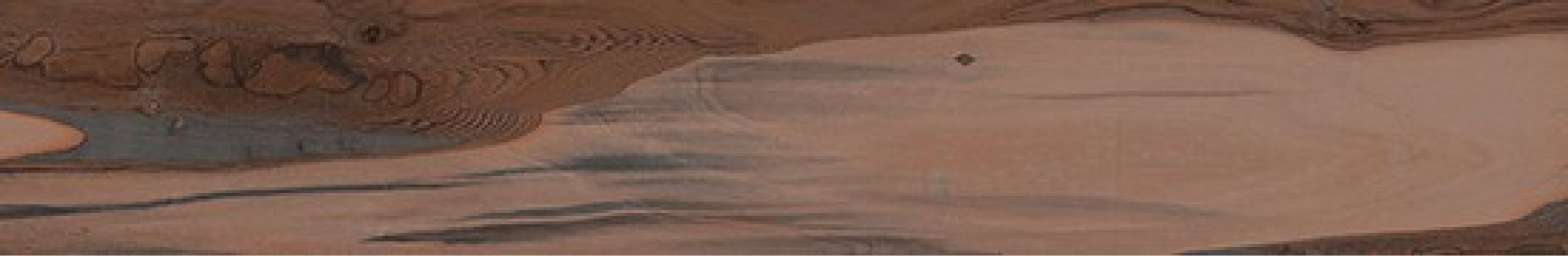 KAURI Kaimai Nat.Ret. 20*120