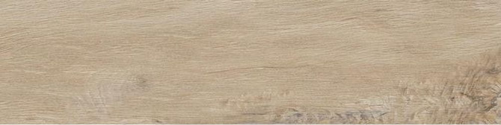 Leccio Gentile 10x40