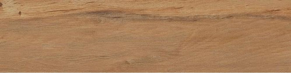 Leccio Oliato 10x40