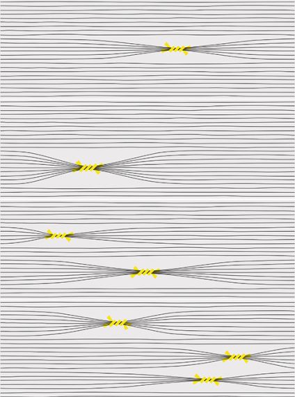 Otomi-4 Mix 25x75