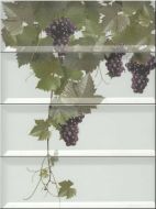 Panno Tempranillo Blanco 40x30