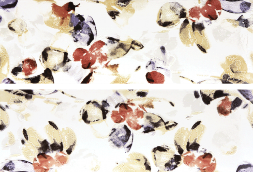 WITVE008 Majolika 20x60