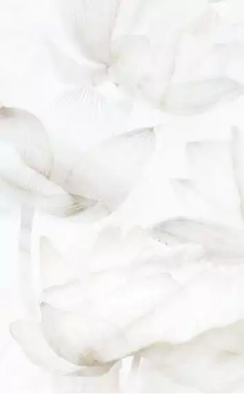 125701 Bianco декор 25x40