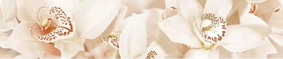 1504-0125 Плитка Бордюр AROMA бежевый 45Х7.5