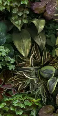 4100152 Jane B 50x100