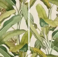 4100336 Musa 50x100