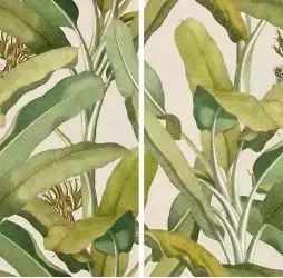 4100336 Musa 50x100
