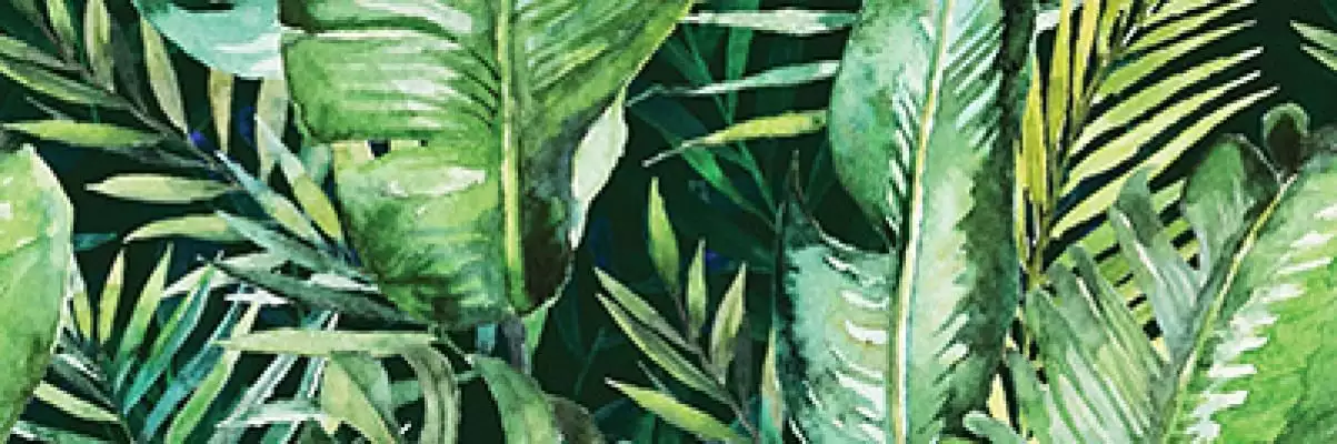 Braga Tropic B Rect 25x75