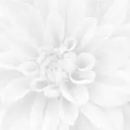 Crisantemo Панно 36-05-00-463-0 60х60