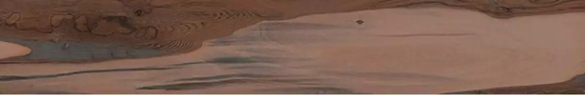 KAURI Kaimai Nat.Ret. 20*120