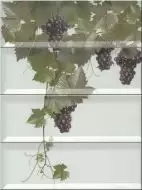 Panno Tempranillo Blanco 40x30
