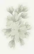 А6А301 Декор Verdelato Magnolia 25х40