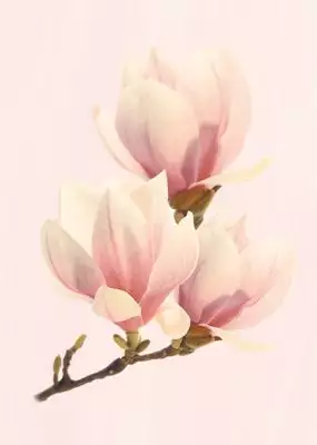 Агата D Розовая 25х35