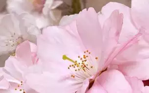 Букет декоративный массив 09-01-41-662 25x40